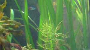 Vallisneria Gigantea, Rotala macrandra ( nicht meh