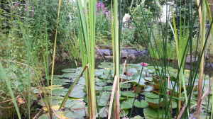 Bild aus dem Beispiel MingTeich von SK Aquarienleben