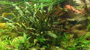 Cryptocoryne wendtii