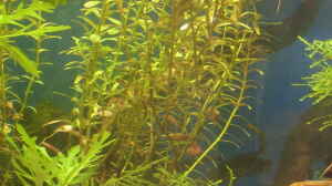 rotala indica (rotundifolia)