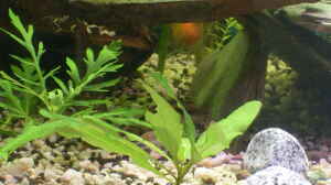 hygrophila corymbosa stricta