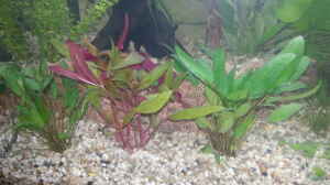 Außen: Cryptocoryne wendtii green (Grüner Wendts