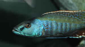 Champsochromis	 spilorhynchus  WF