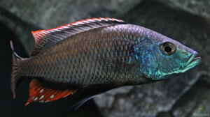 Dimidochromis Strigatus