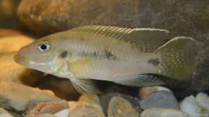 Chromidotilapia Kingsleyae male