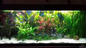 Aquarium Hauptansicht von Becken 30996