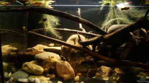 Bild aus dem Beispiel Platy Biotop von Rootsman