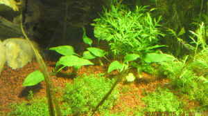 Cryptocoryne pontederifolia - Herzblatt-Wasserkelc