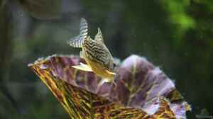 Corydoras sterbai