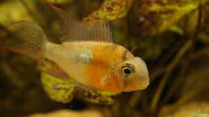 Mikrogeophagus altispinosus (m)