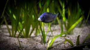 ein Placidochromis phenochilus "Mdoka" in der bepf