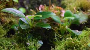 Bachlauf mit Biophytum-Bäumchen