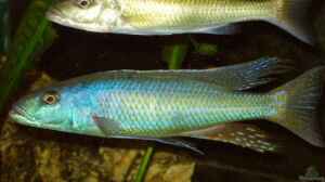 Champsochromis caeruleus, M/ Unten, W/ Oben