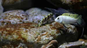 Labidochromis sp. perlmutt