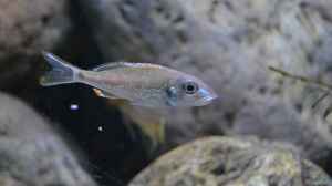 Callochromis stappersii "ikola" junges Männchen