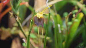 Masdevallia blüht