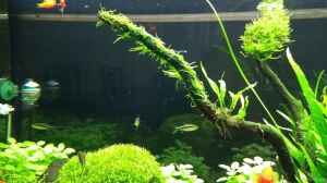 neu Taxiphyllum sp. "Spiky Moss" vorn. Hinten Taxi