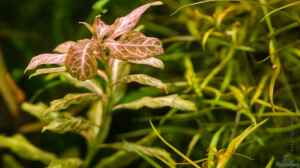 Hygrophila polysperma "rosanervig"