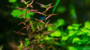 Rotala macrandra "butterfly" 29.09.15