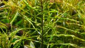 Ludwigia inclinata verticillata "curly" 