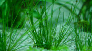 Eleocharis Parvula