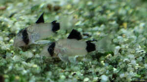 Neu eingezogene Corydoras panda 12/09/2015