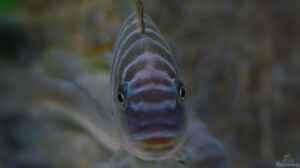 Petrochromis im Aquarium halten