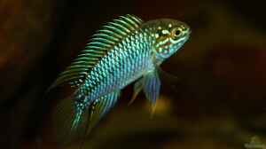 Apistogramma borelli Opal Männchen