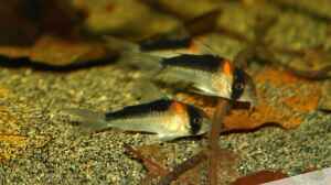 Corydoras adolfoi