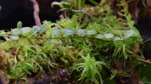 Barbosella cogniauxiana auf Sphagnum Moos