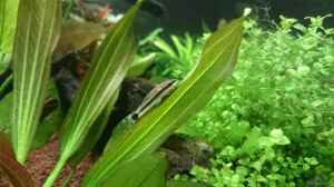 Otocinclus vittatus entspannt sich 