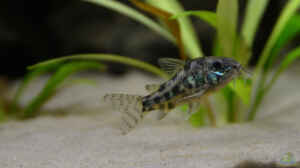 Marmorierter Panzerwels, Corydoras paleatus