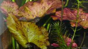 6.) Nymphaea lotus "Zenkeri" (rote Tigerlotus)