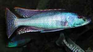 Champsochromis spilorhynchus