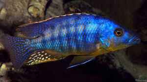 Eclectochromis mbenji thick lip
