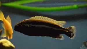 Einrichtungsbeispiele für Aquarien mit Melanochromis parallelus
