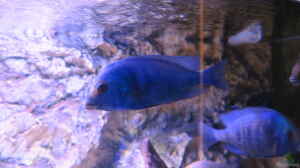 Placidochromis M