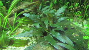 Cryptocoryne wendtii "Braun