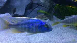 Buccochromis Heterotaenia