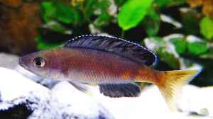 Cyprichromis leptosoma Kitumba