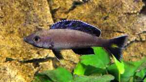 Cyprichromis leptosoma Kitumba