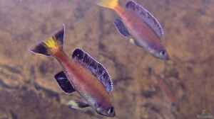 Cyprichromis leptosoma Kitumba