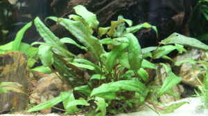 Cryptocoryne wendtii green (grüner Wendtscher Was