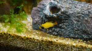 Apistogramma nijsseni dominantes Weibchen