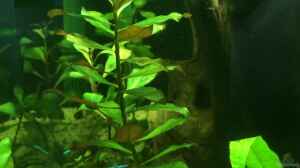 Ludwigia repens Diamond red