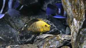 Altolamprologus compressiceps Gold Head "Mutondwe"