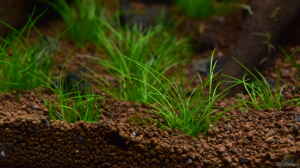 Eleocharis sp. Mini