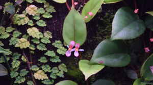 Begonia schulzei