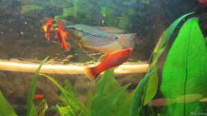 Roter Platy