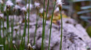 Eriophorum alpinum